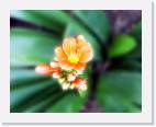 flower2 * 800 x 629 * (29KB)