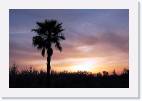 palm * 800 x 533 * (35KB)